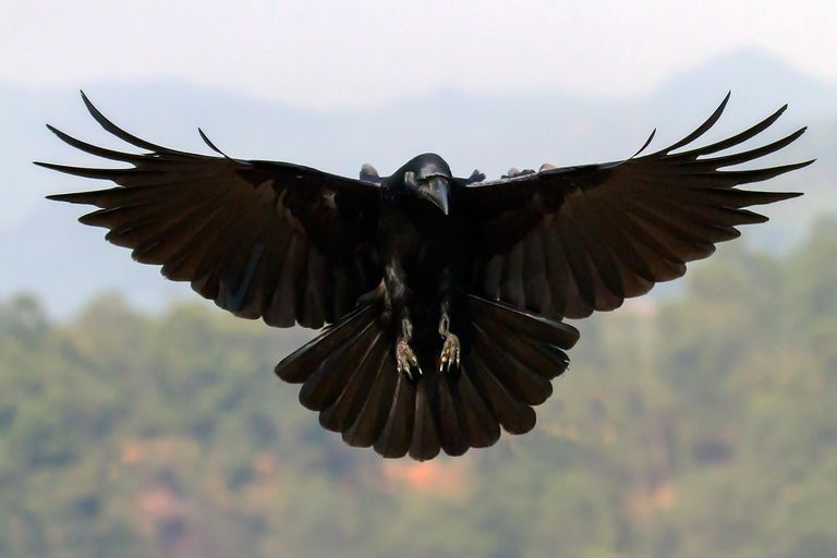 Crow and Raven Folklore, Magic and Mythology