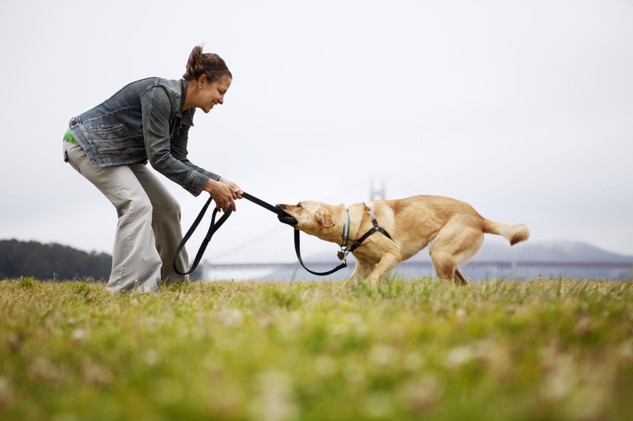 playing-tug-of-war-with-your-dog