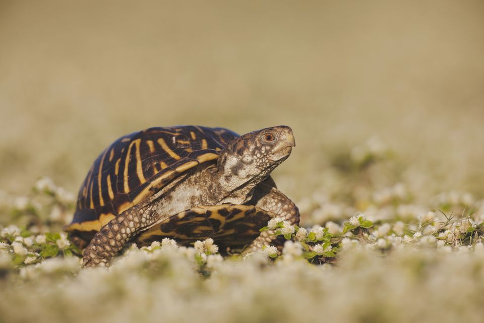 Ornate Box Turtles Pet Info and Care Guide