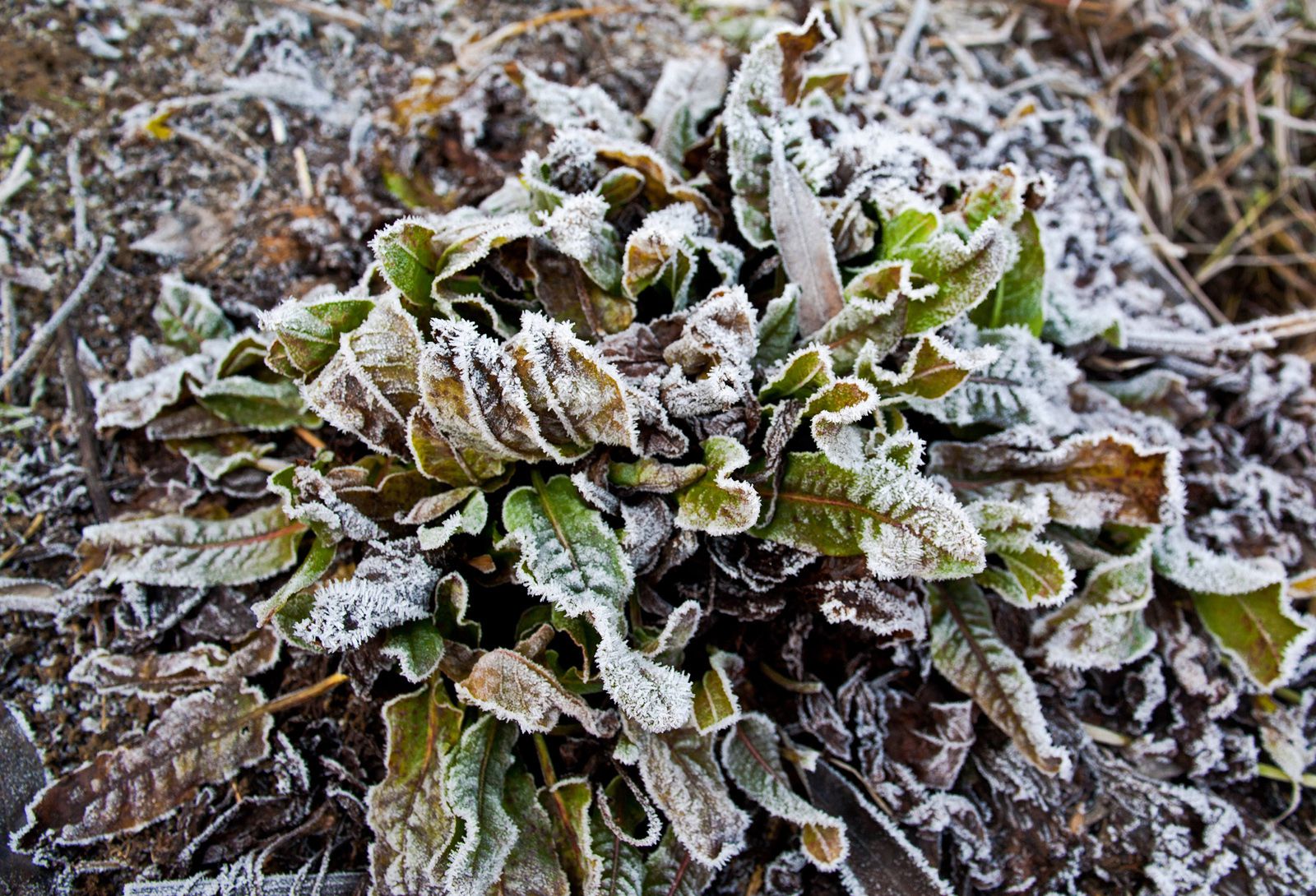 what-s-the-difference-between-a-frost-and-a-freeze