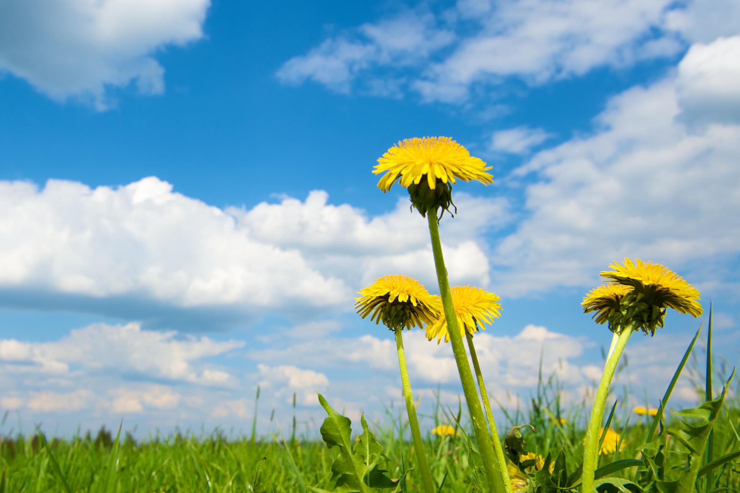 what-you-should-know-about-dandelions