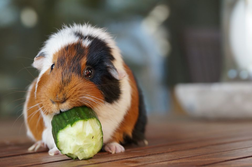 The 9 Best Basic Guinea Pig Supplies To Buy In 2018