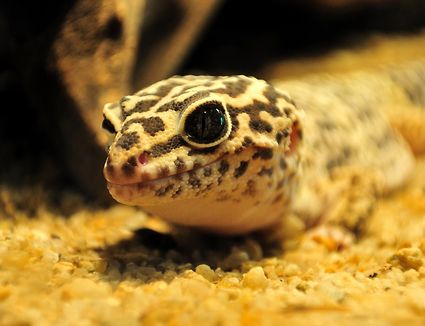 Help Your Leopard Gecko Eat and Find Out Why It Stopped Eating