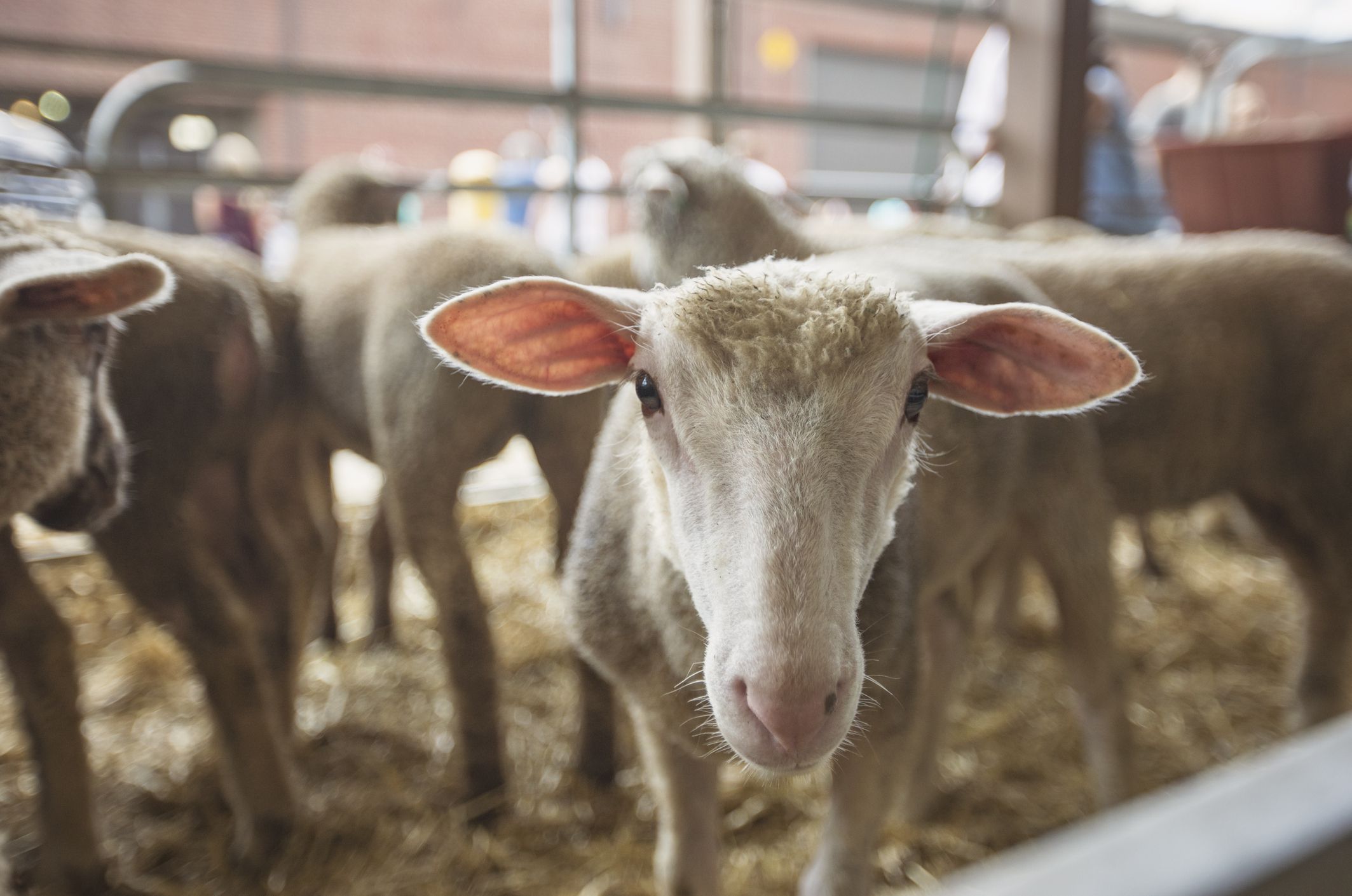 Dozens of Mammals Could be Susceptible to the Coronavirus