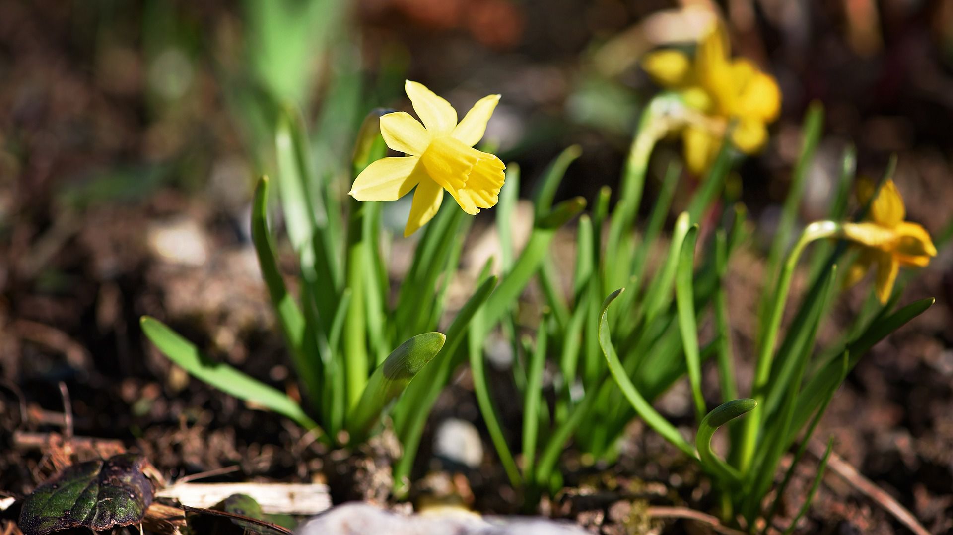 Yellow Flowers Pictures for Garden Inspiration