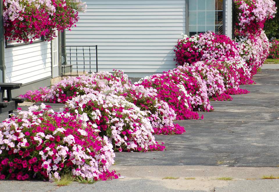 Flower Borders Ideas to Make Your Landscaping Sizzle