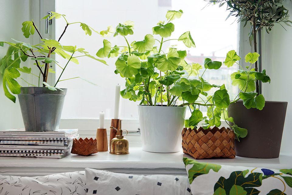 4 Best Indoor Plants  for Apartments  That Purify Air and 