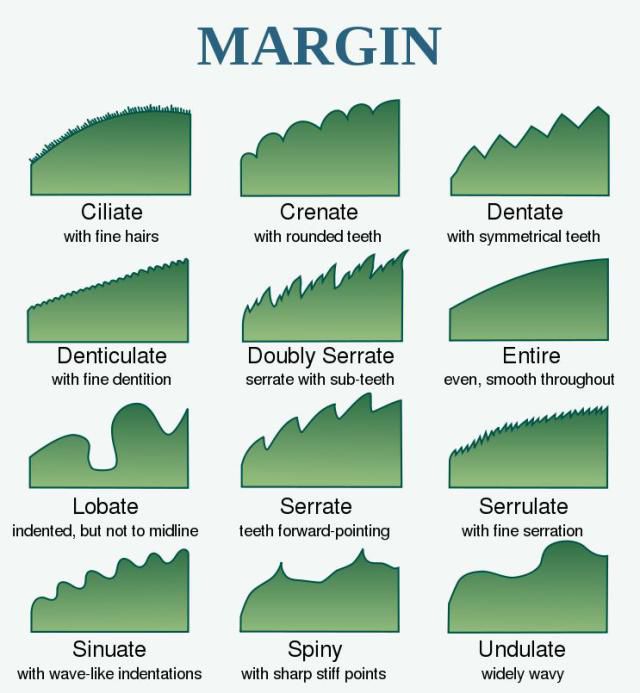 Tree Leaf Structure - Shape, Margin and Venation