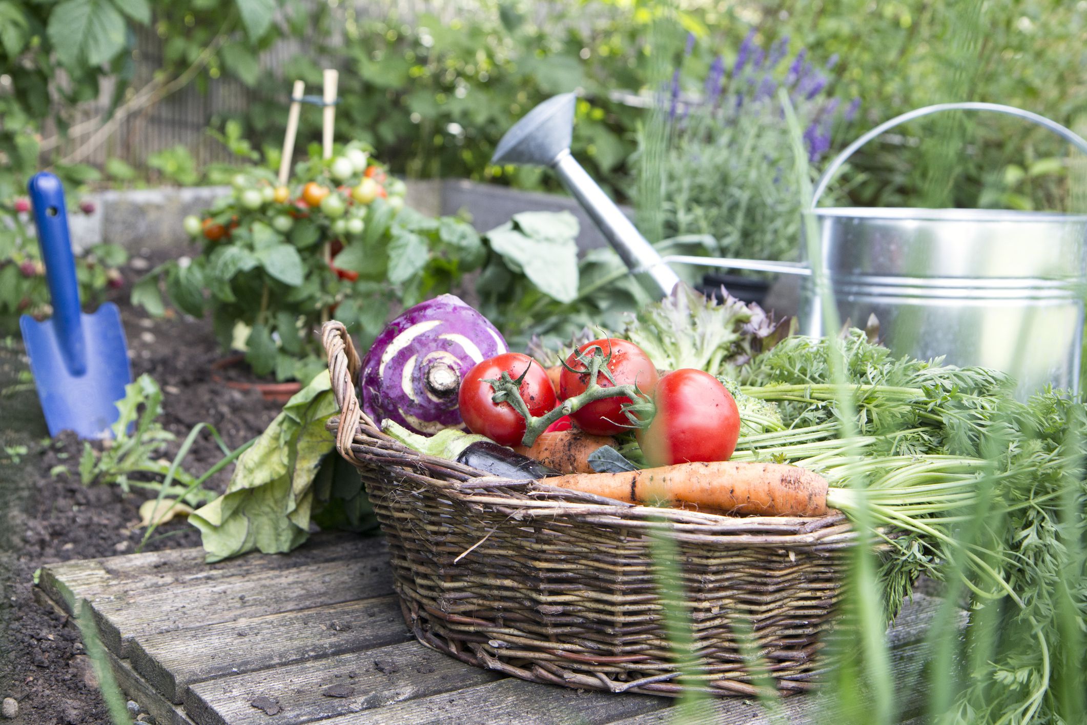 July Gardening Tips for Your Home