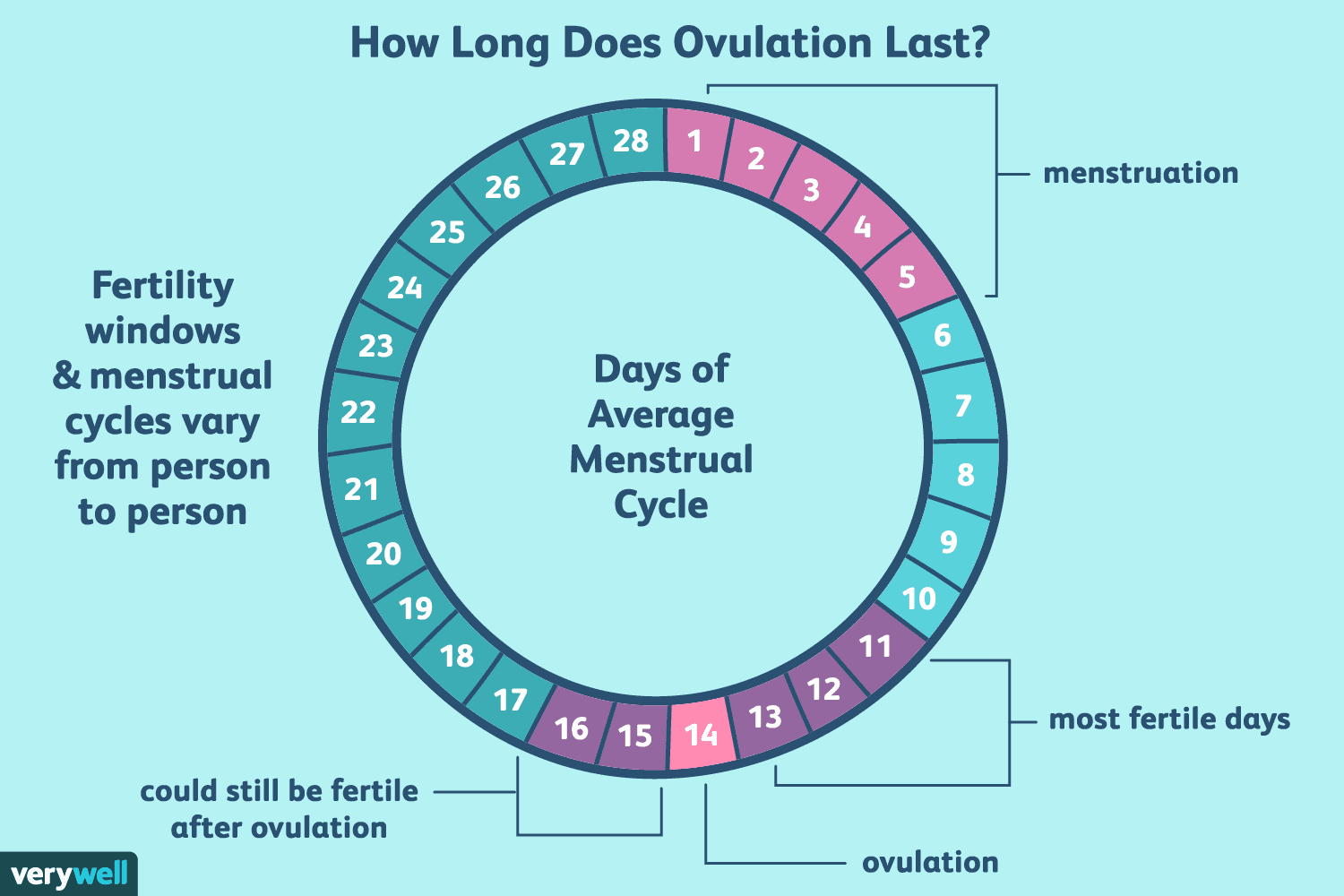 How Long Does Ovulation And Your Fertile Window Last