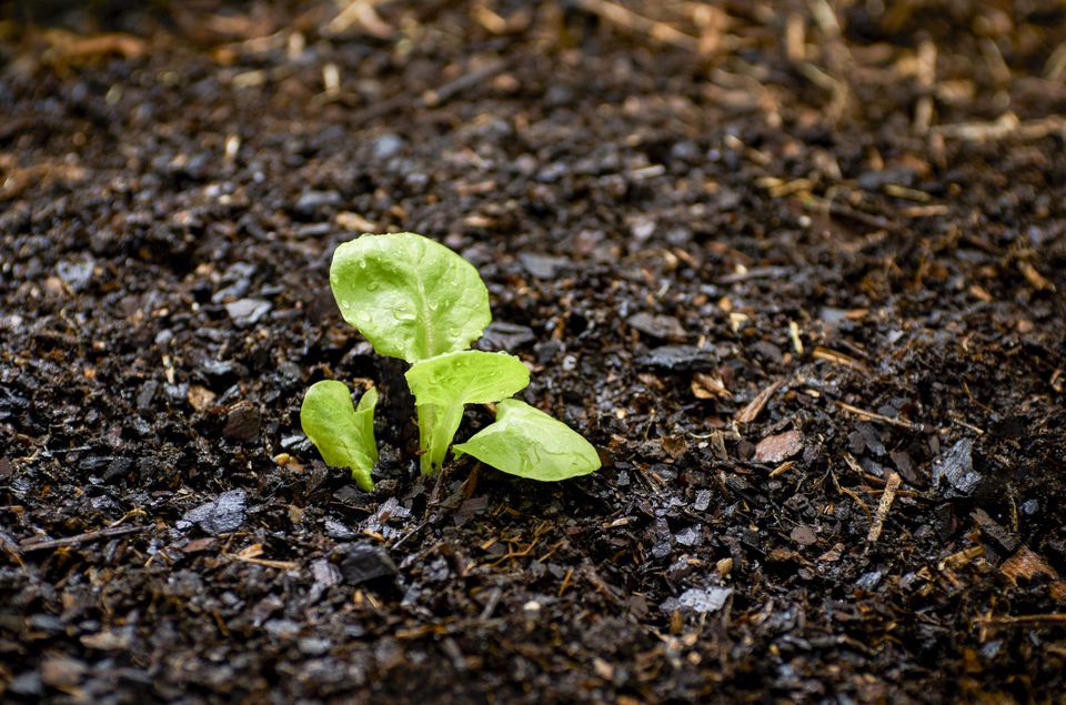 Healthy Soil And How To Make It Gardening At Leisure
