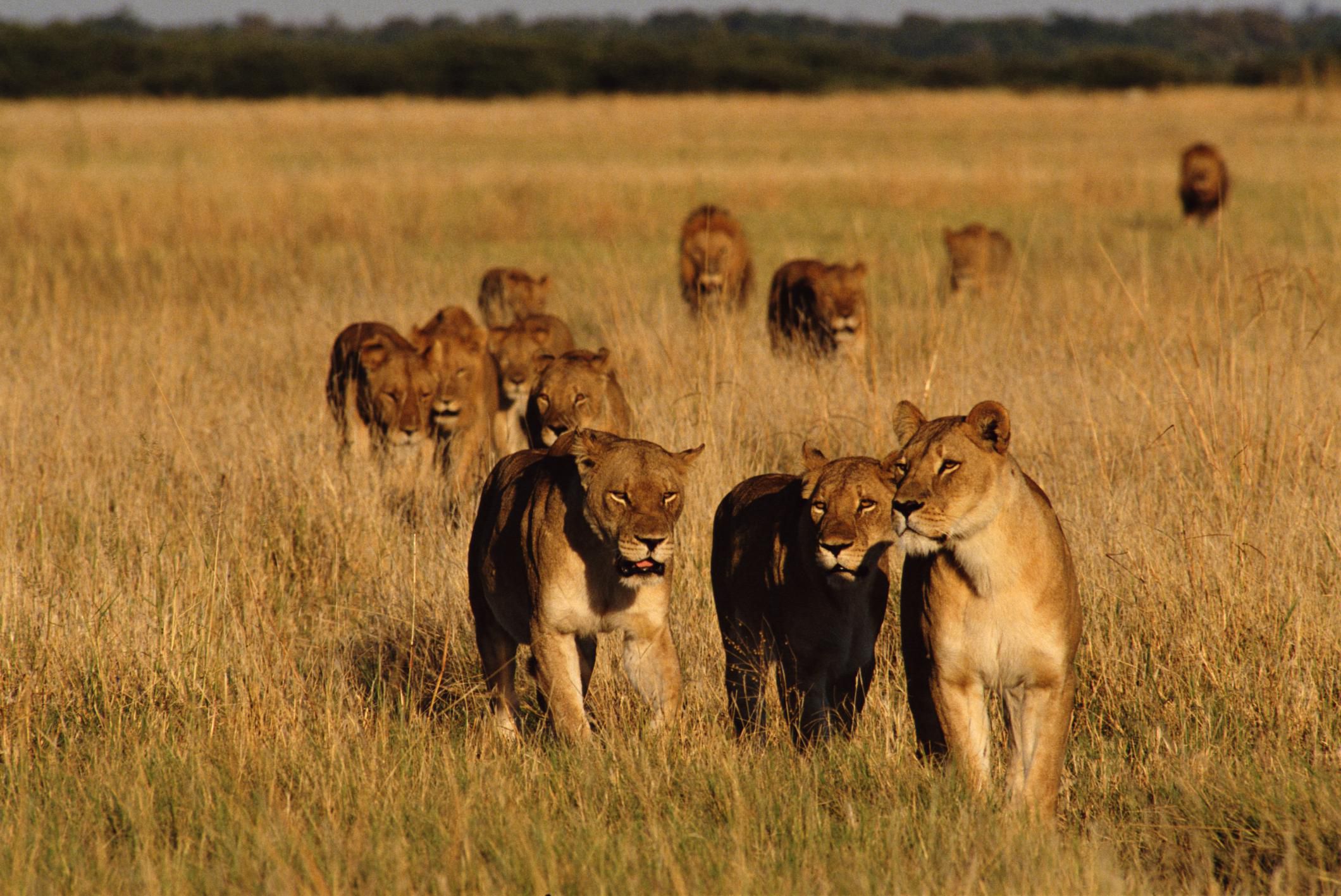 lion-pride-the-social-organization-of-lions