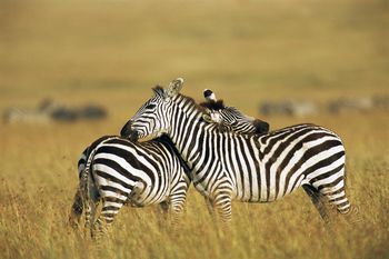 Zebra Jobs Kenya