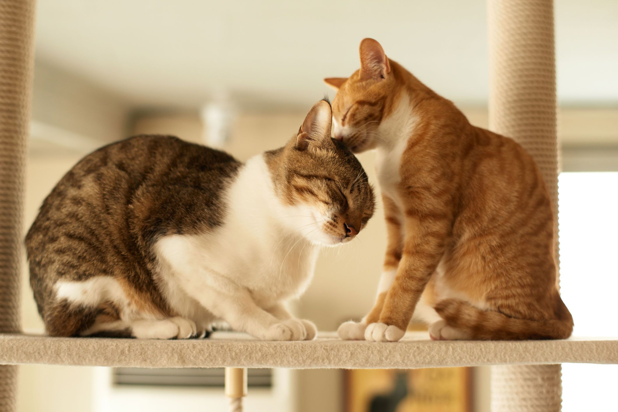 How Can I Help Our Older Cat Accept Our New Kitten 