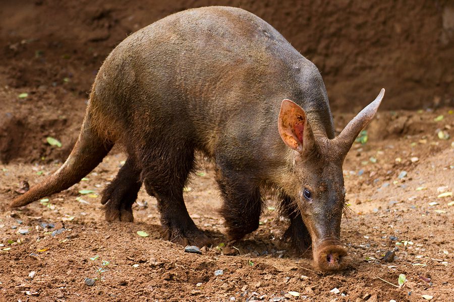 Aardvark - Orycteropus afer - The Animal Encyclopedia