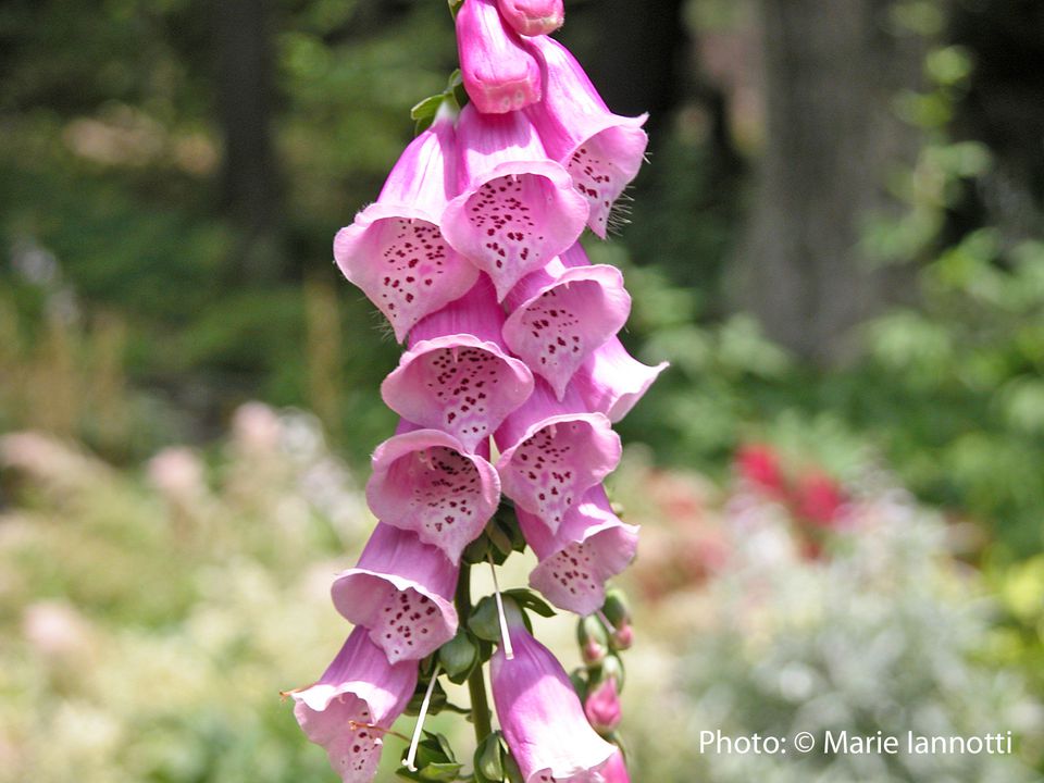 What Is a Biennial Flower or Plant?