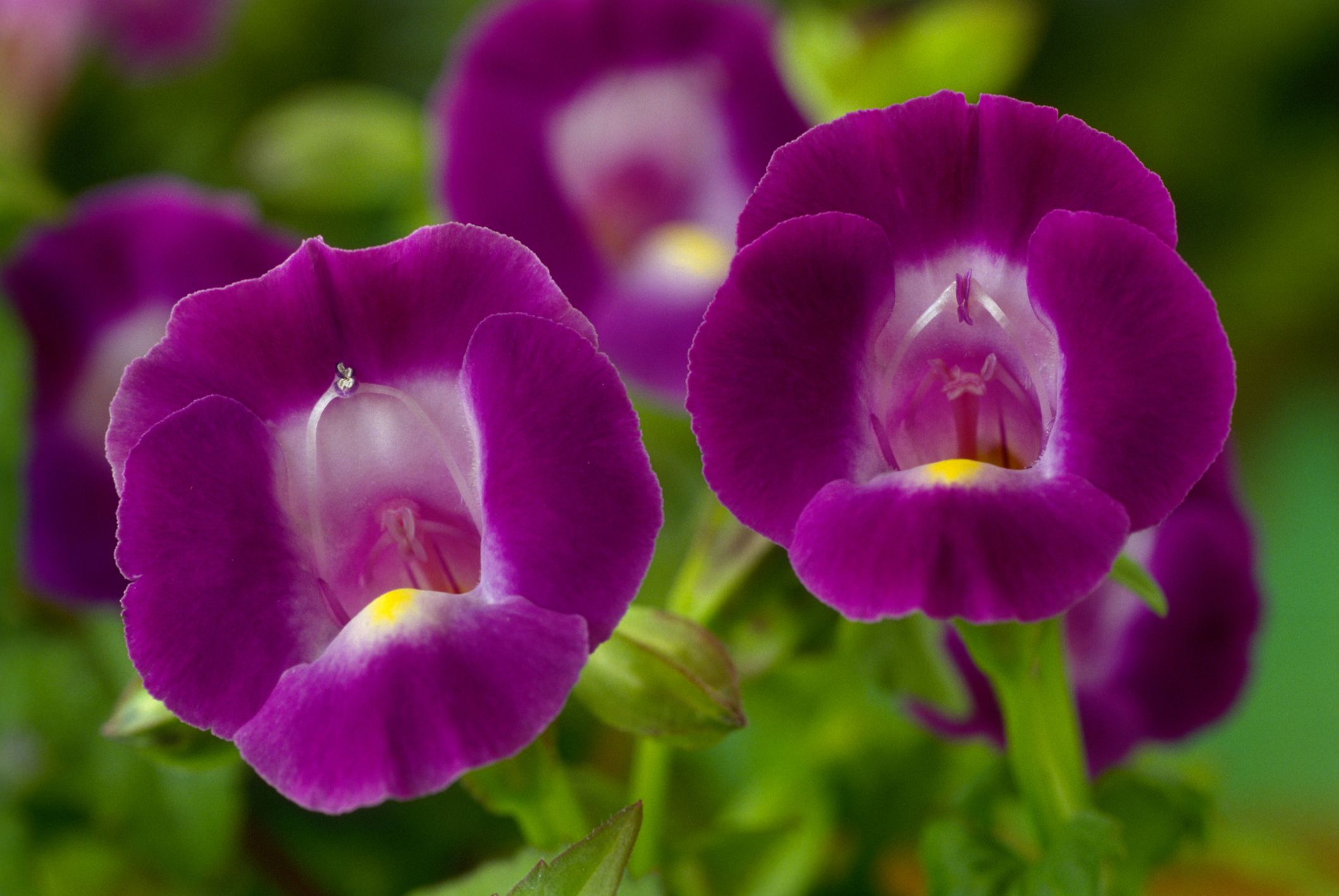 How to Grow Torenia, the Wishbone Flower