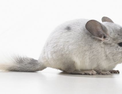 Chinchilla Characteristics Care Guide