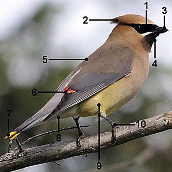 How to Make Cooper's Hawk Identification snow owl diagram 