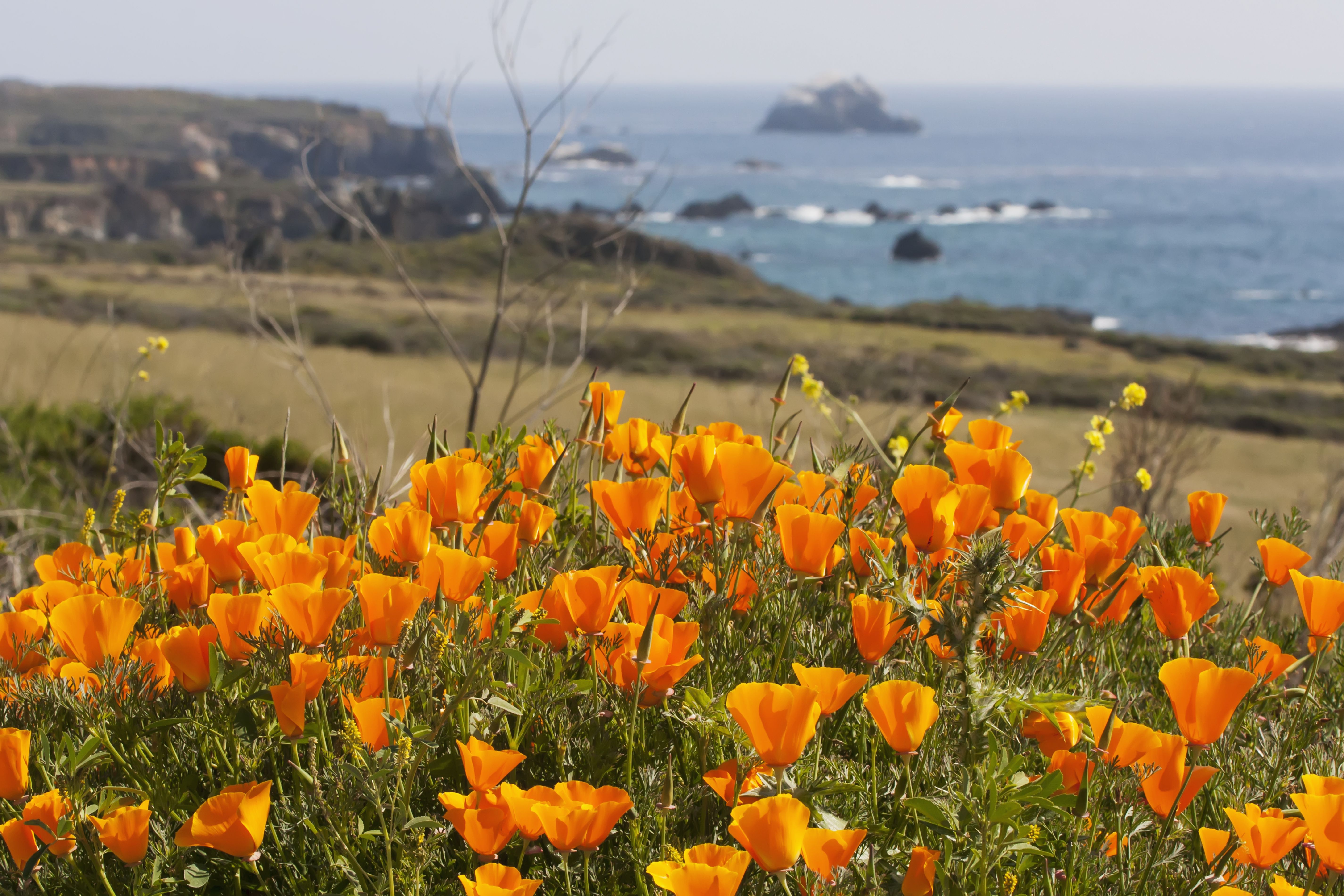 Northern California Wildflowers 2024 - Gerta Juliana