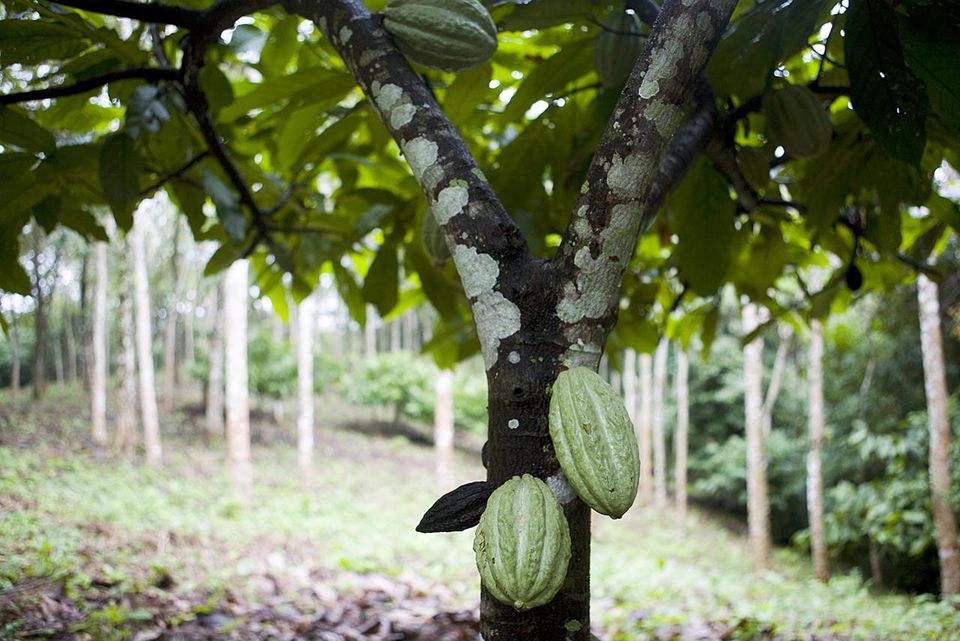 How To Grow Theobroma Cacao Indoors