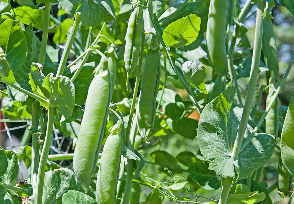 different-types-of-peas-for-your-garden