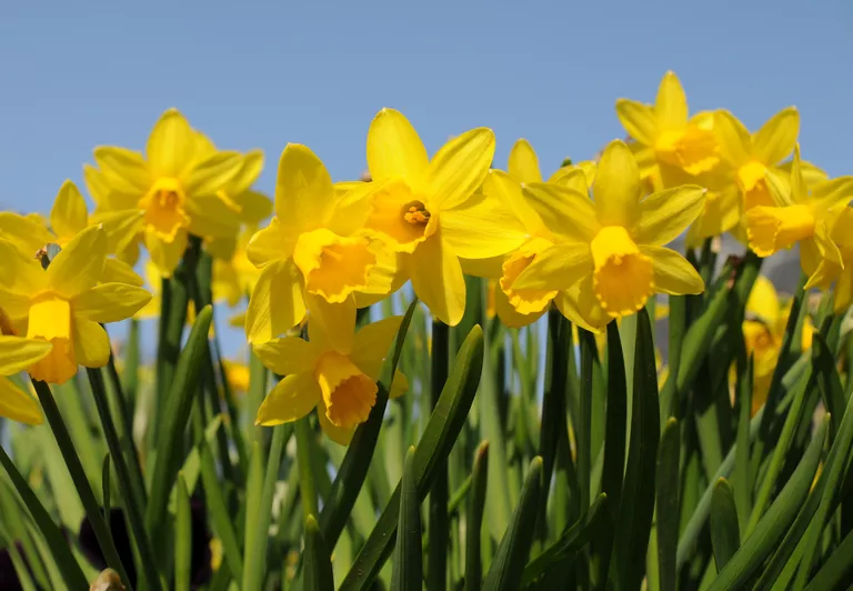 Daffodils_1500