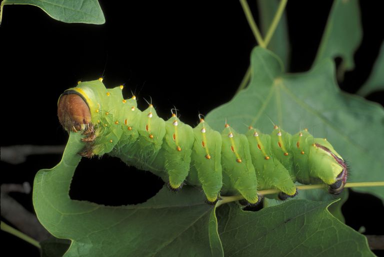 What Do Caterpillars Eat? Caterpillar Host Plants