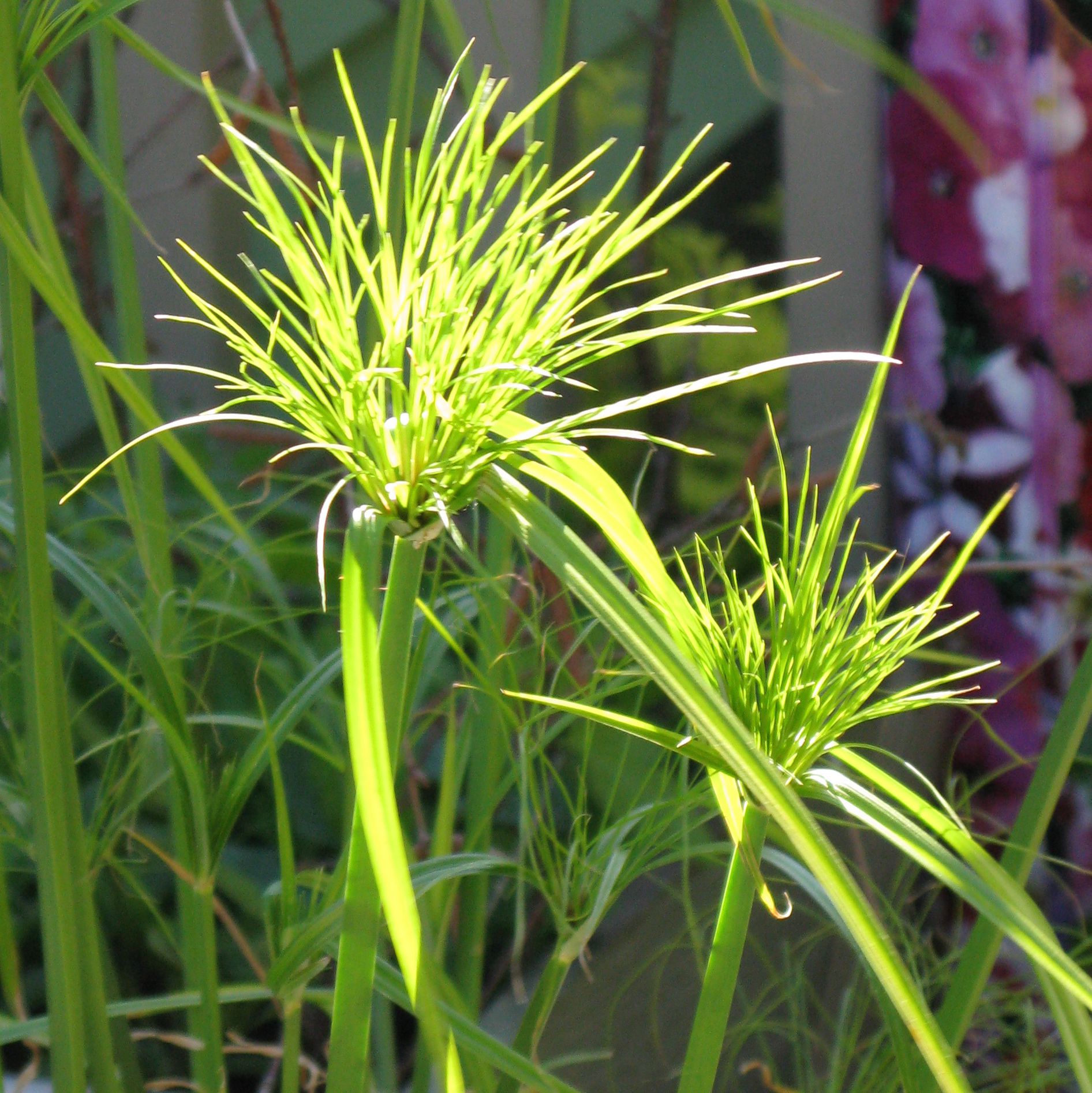 King Tut Grass Plant