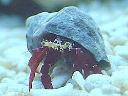 Reef Safe Hermit Crabs - Information and Facts