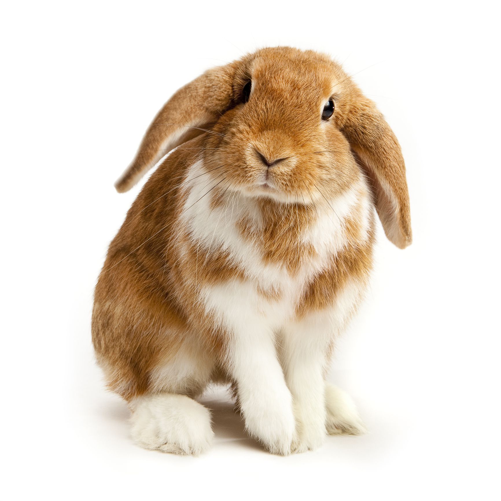 fluffy toy rabbit with floppy ears