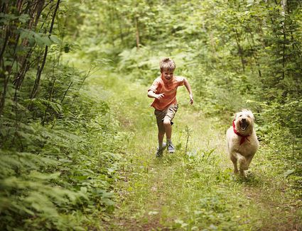 Protect Your Pet Against Cheat Grass And Foxtail