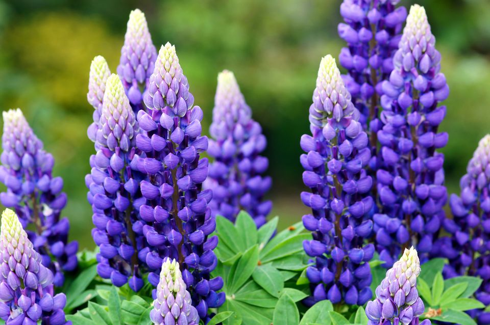 10 Perennial Flowers to Start from Seed