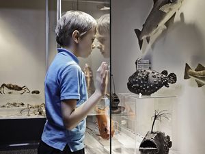 Kid Looking at Museum Exhibit