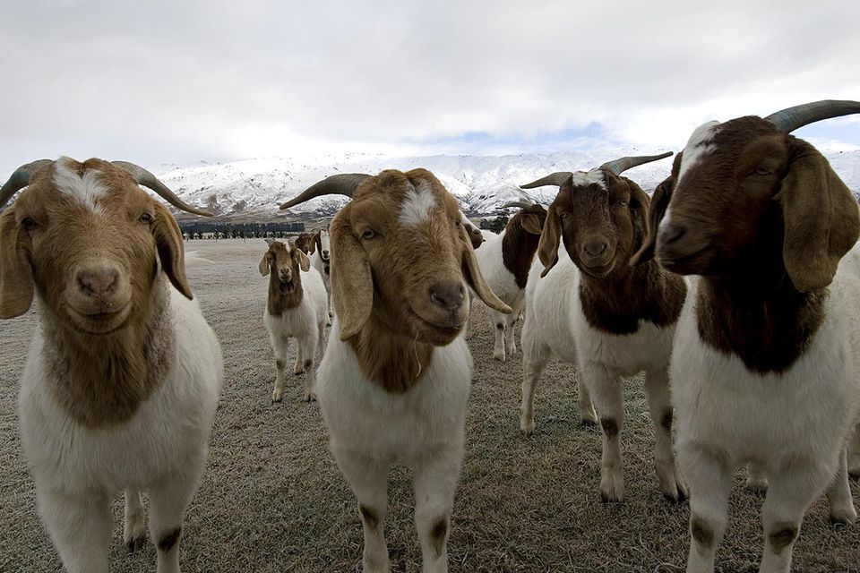Guide to Raising Meat Goats