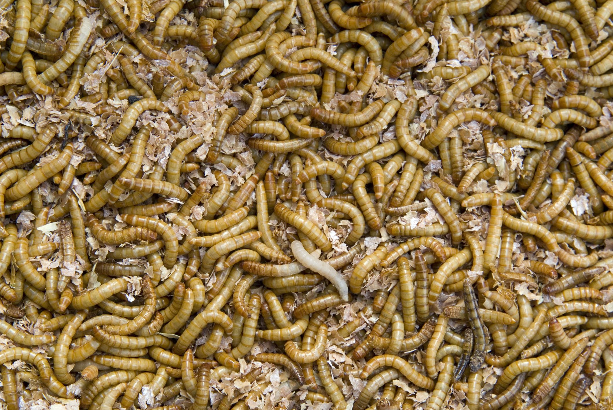download eating mealworms
