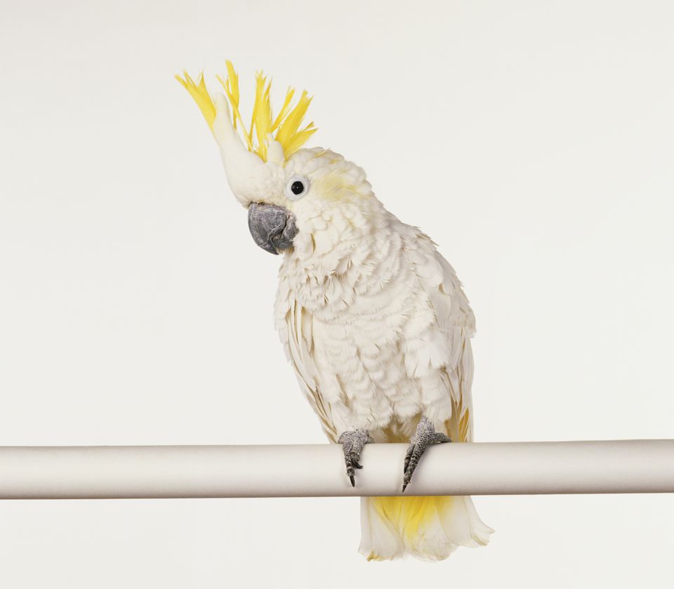 cockatoo species that arent loud