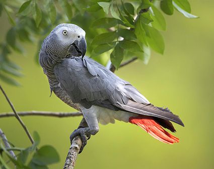 african-grey-parrot-121805814-resized-58a6f0f65f9b58a3c919b22b.jpg