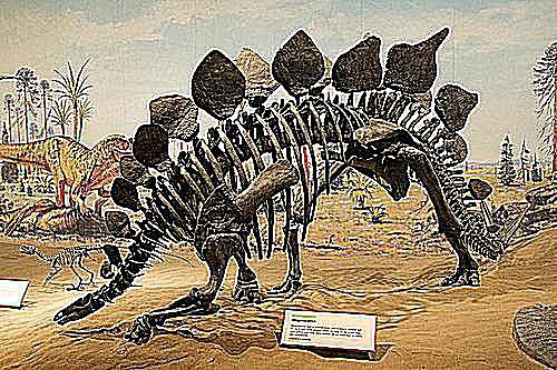 plates of stegosaurus