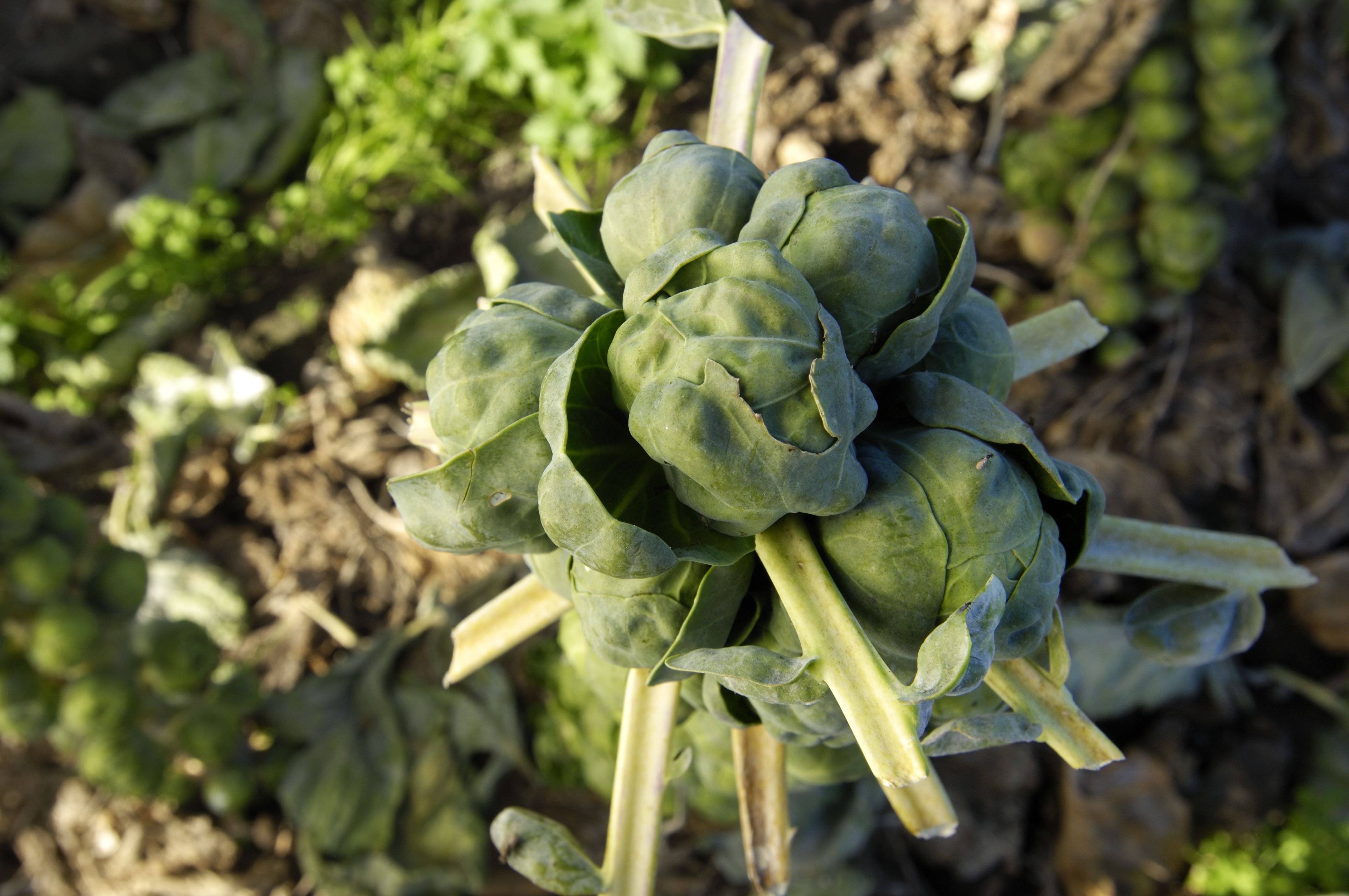 How to grow Brussels Sprouts Plants