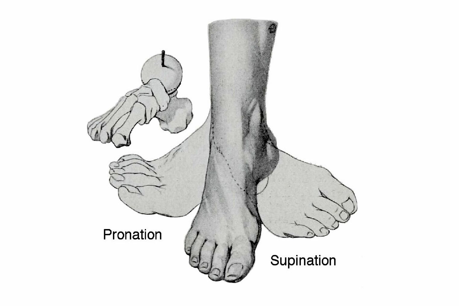 How Pronation and Supination Affect Your Gait