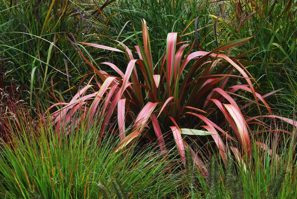 12 Ornamental Grasses That Will Stop Traffic