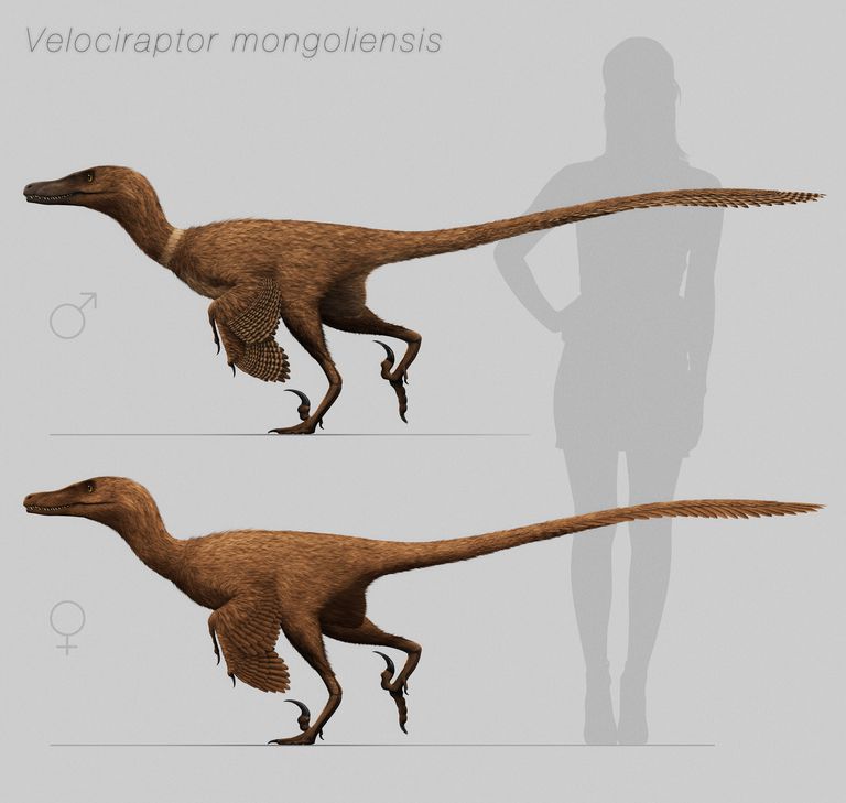 bigger velociraptor