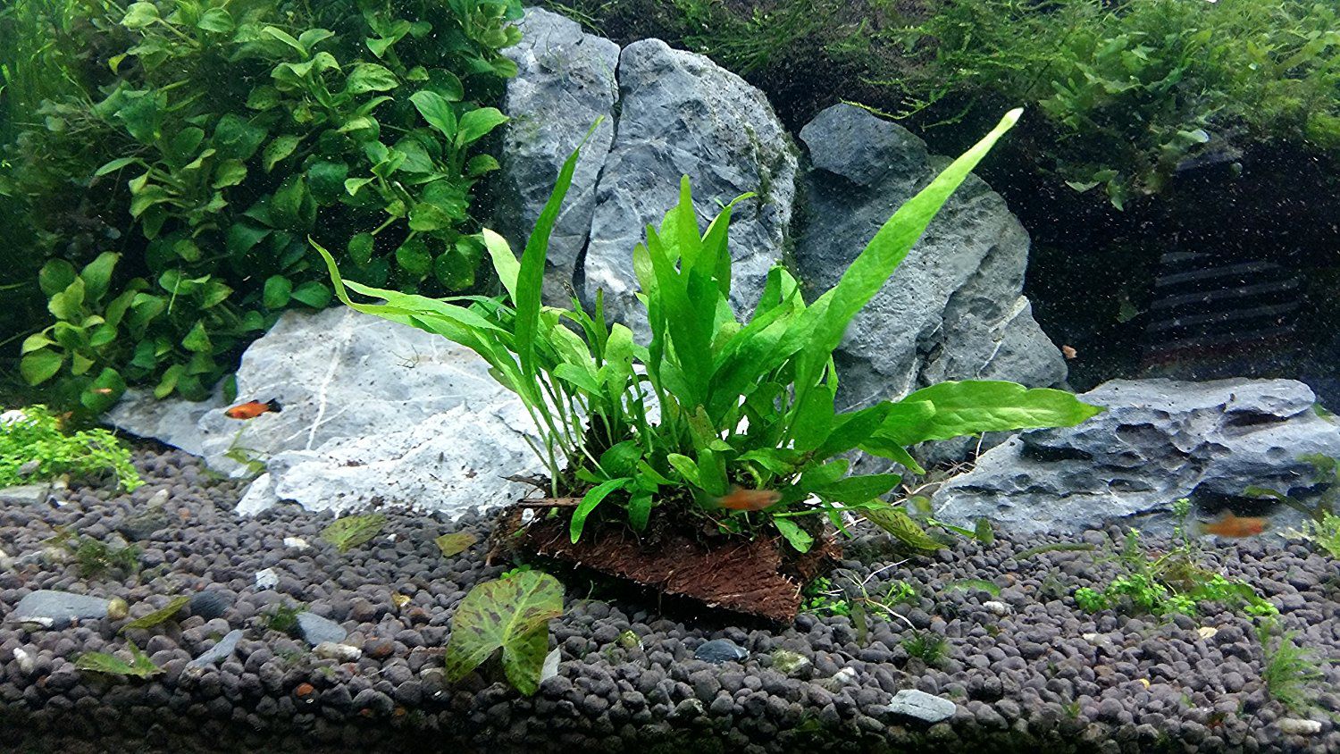 How To Clean Algae From Aquarium Plants