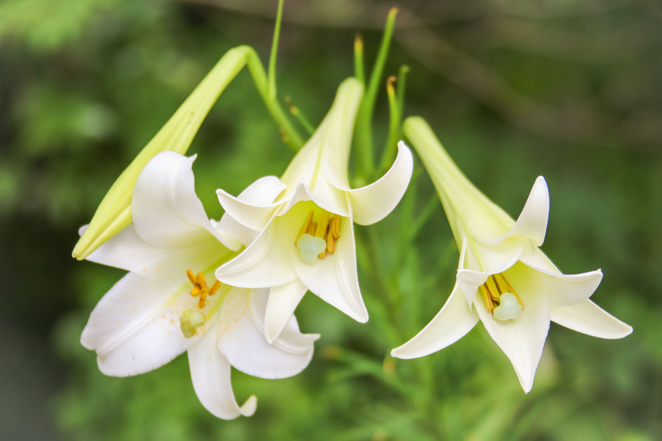 Easter Lilies Selection, Care, and ReBlooming