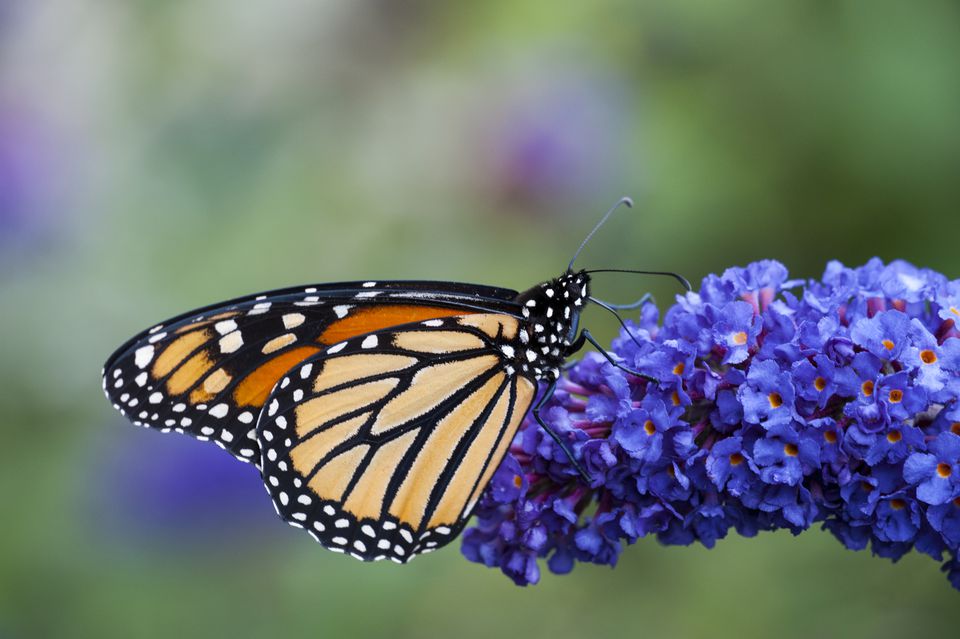 Exploring the Presence of Monarch Butterflies in Santa Cruz in ...