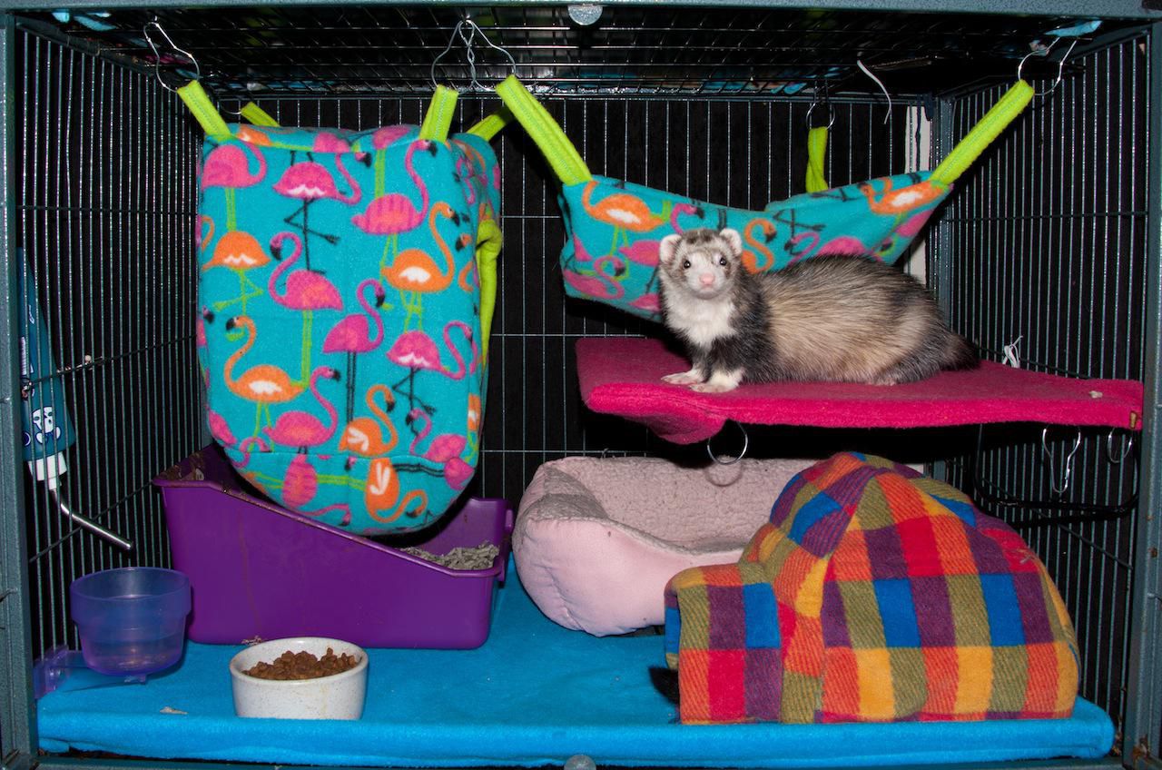 Top 10 Ferret Cages Links and Prices