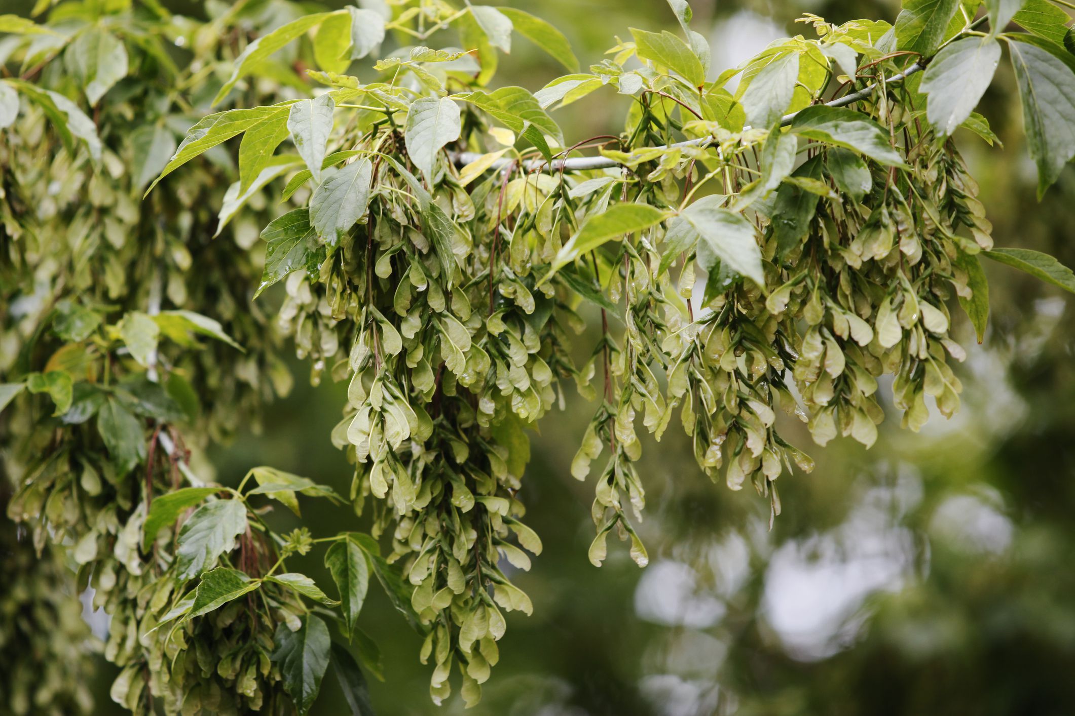 How to Manage and Identify the Boxelder Tree