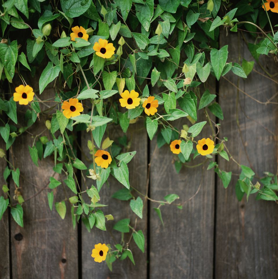 Growing Blackeyed Susan Vine in Containers