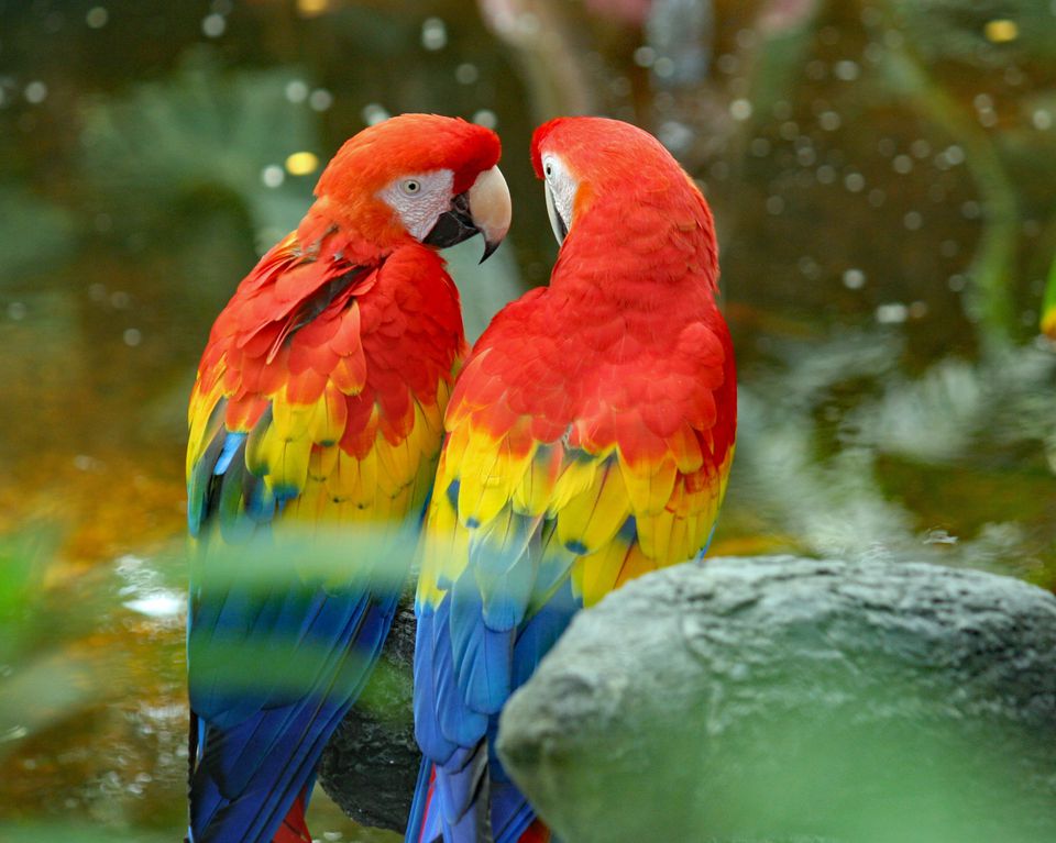 Most Colorful Parrot Species